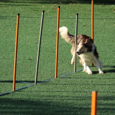Een hondje die agility oefening met de paaltjes of 'wave' doet