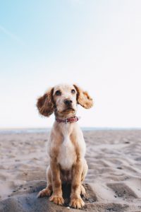 hond op strand